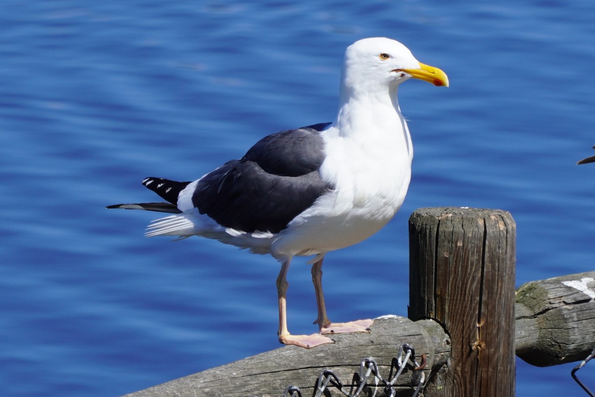 Gaviota Occidental - ML616093464