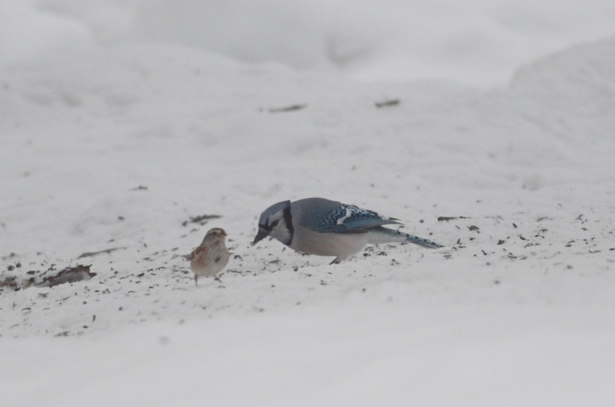 Blue Jay - ML616093472