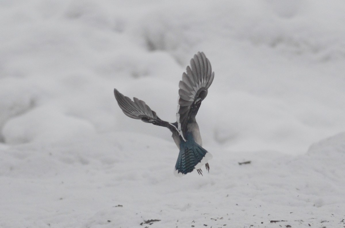 Blue Jay - ML616093473