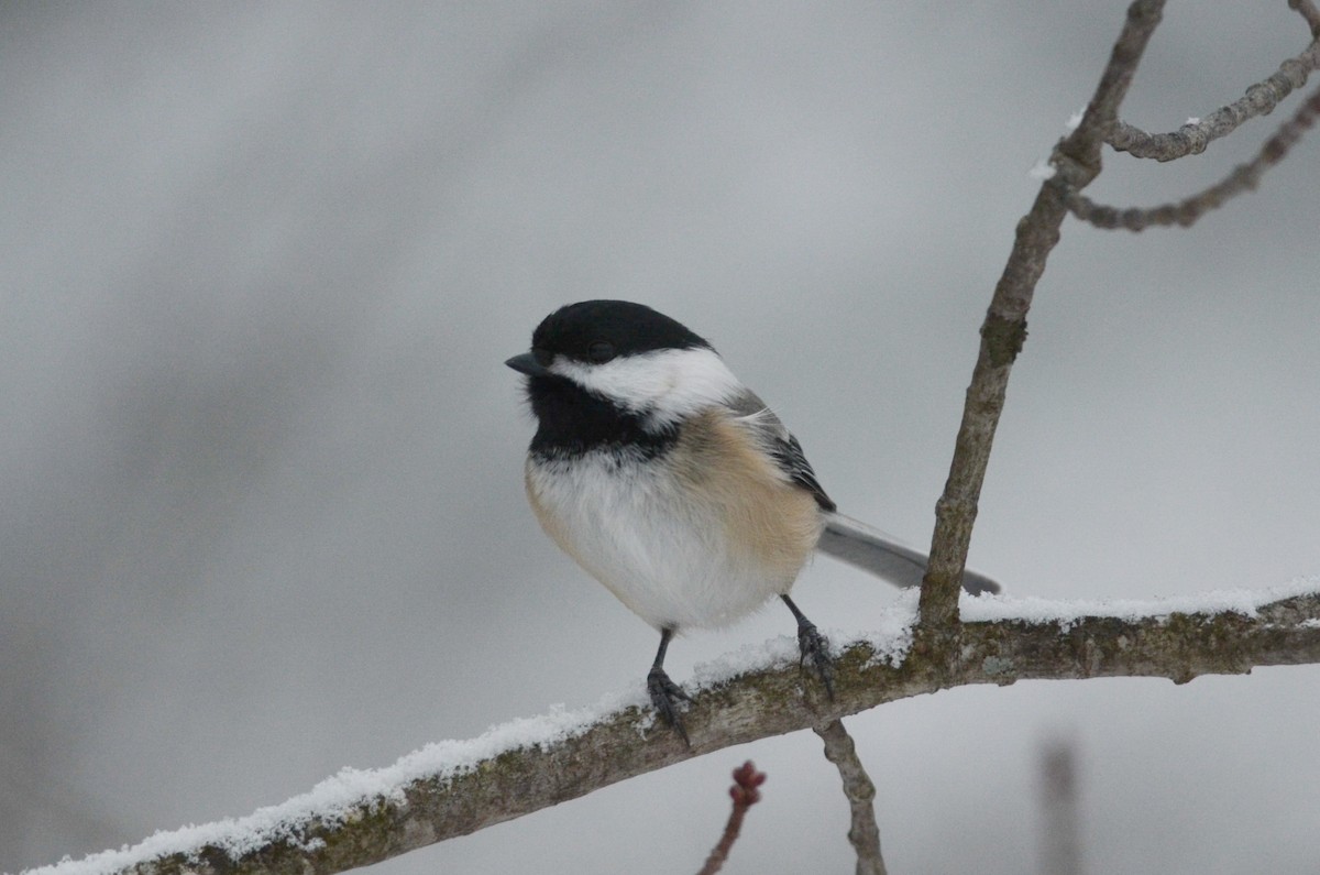 Black-capped Chickadee - ML616093476