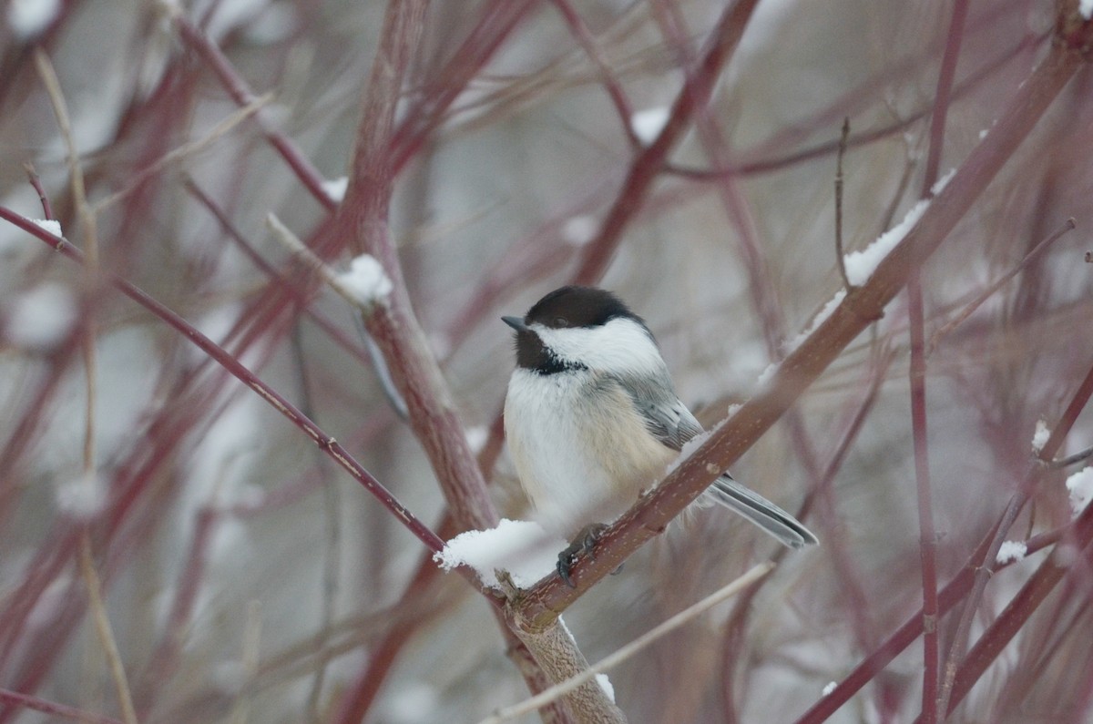Black-capped Chickadee - ML616093477