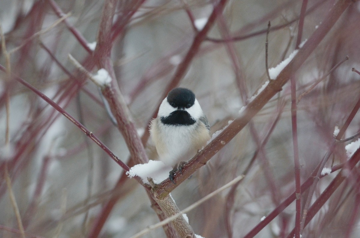 Black-capped Chickadee - ML616093478