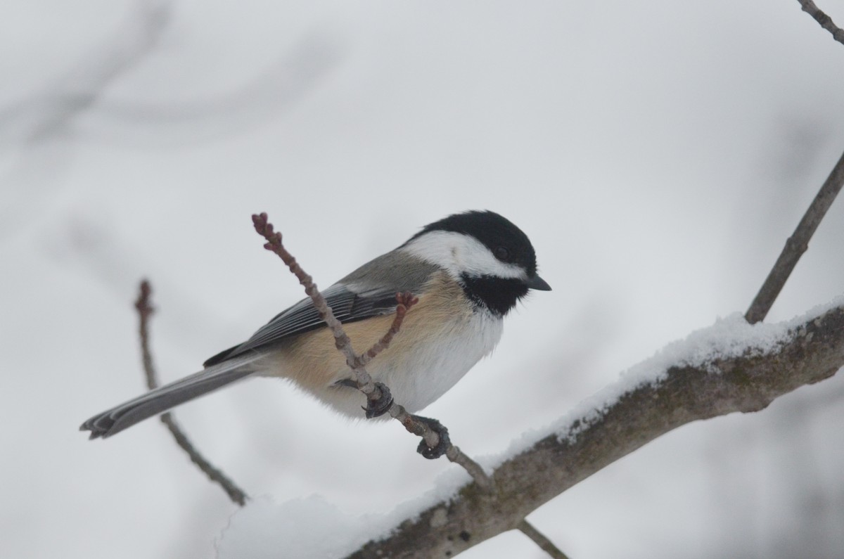 Black-capped Chickadee - ML616093479