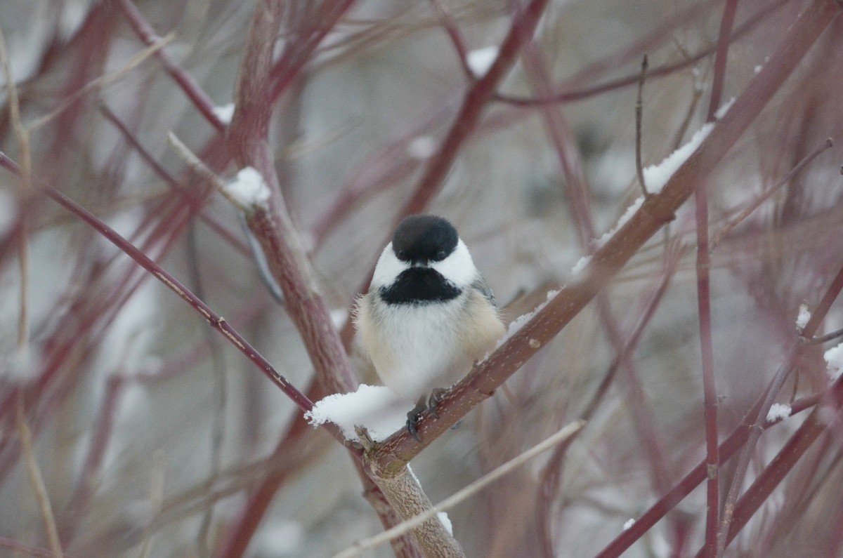 Black-capped Chickadee - ML616093480