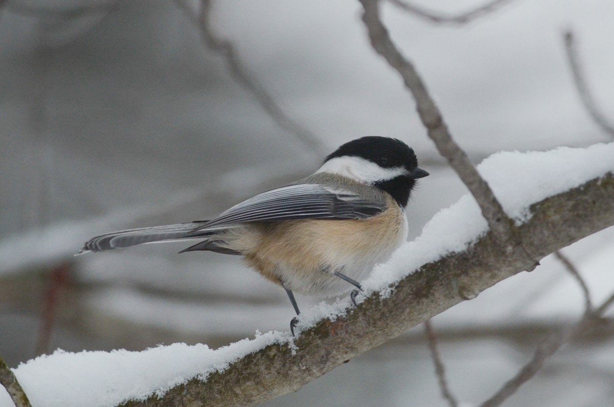 Black-capped Chickadee - ML616093481