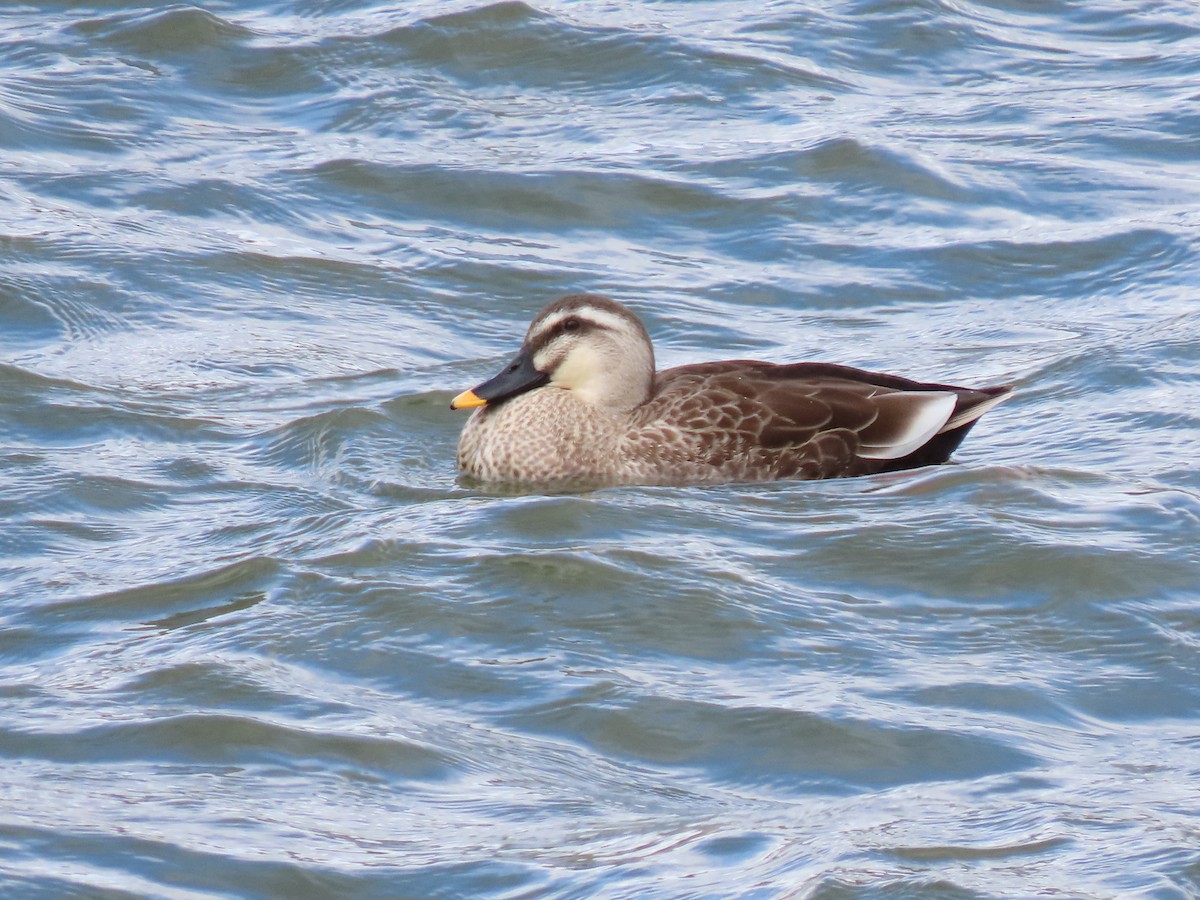 Eastern Spot-billed Duck - ML616093483
