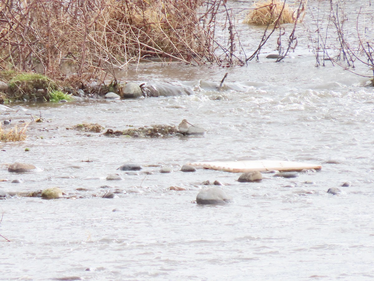 Common Snipe - ML616093574