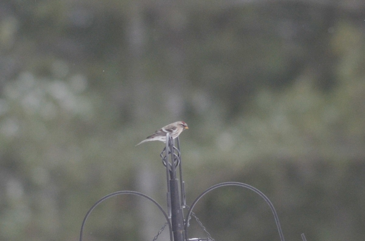 Redpoll (flammea) - ML616093606