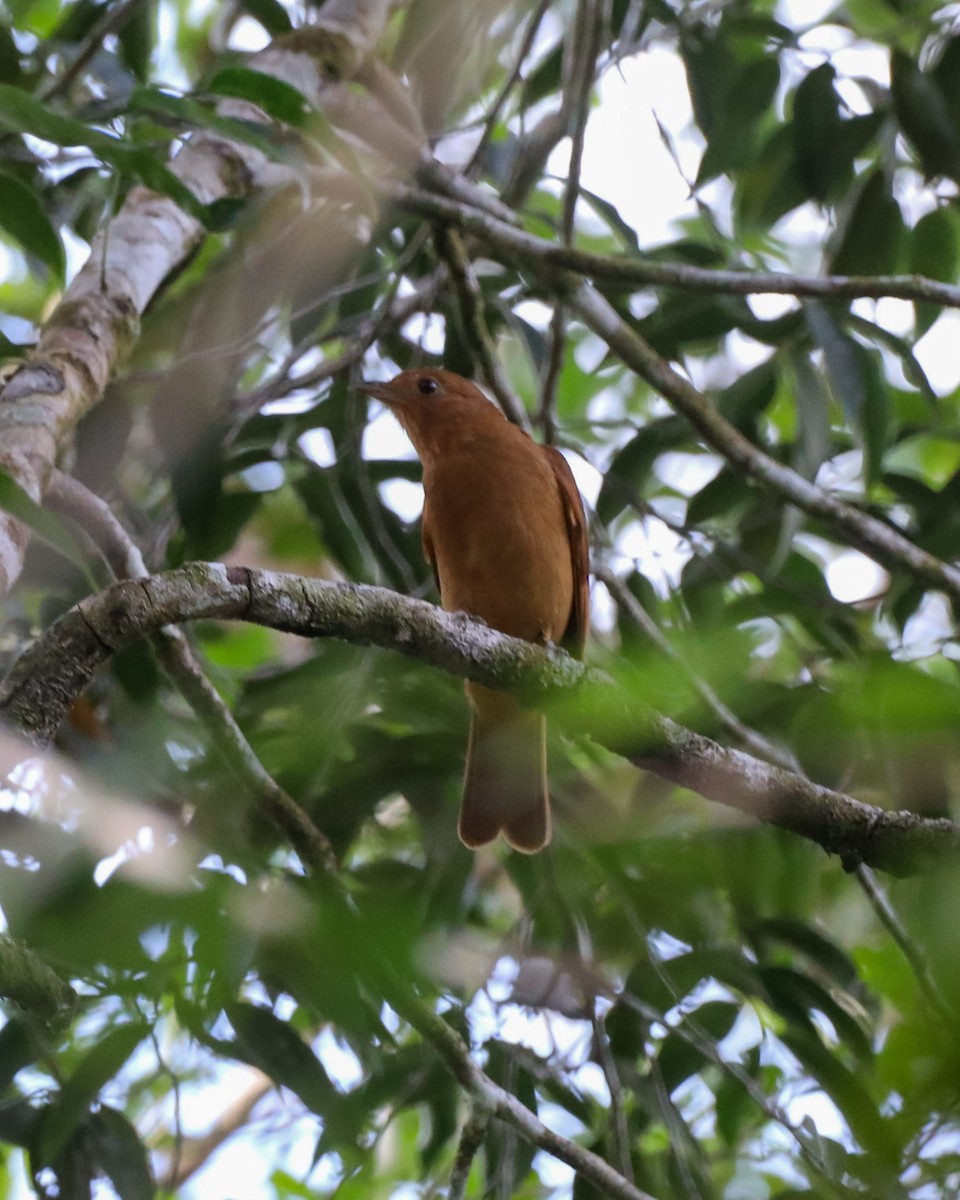 Rufous Piha - ML616093645