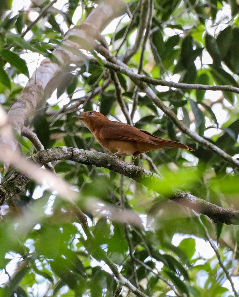 Rufous Piha - ML616093646