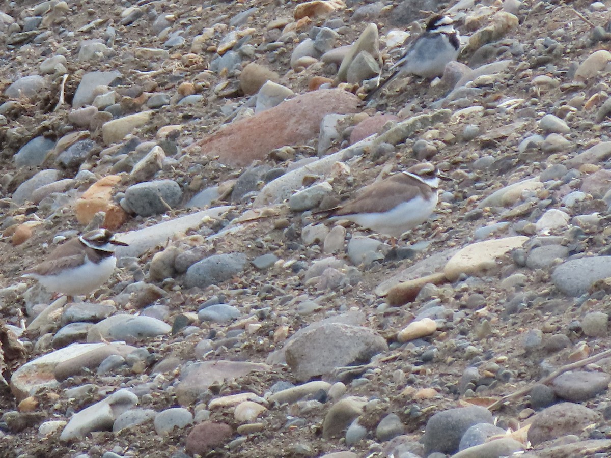 Long-billed Plover - Kyle Leader