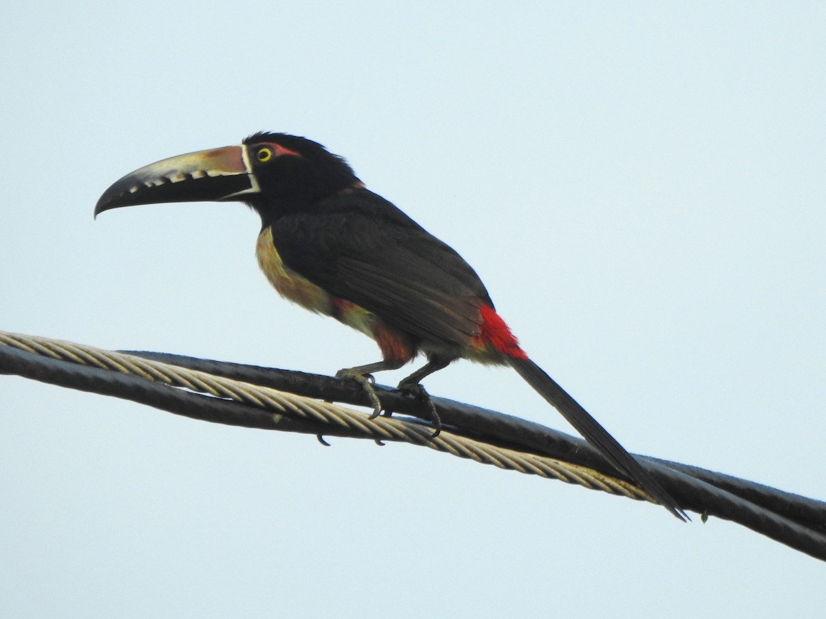 Collared Aracari - ML616093709