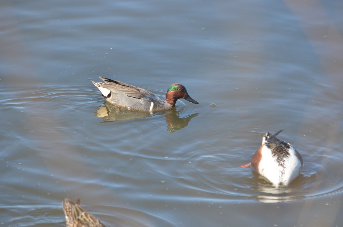 Green-winged Teal - ML616093716