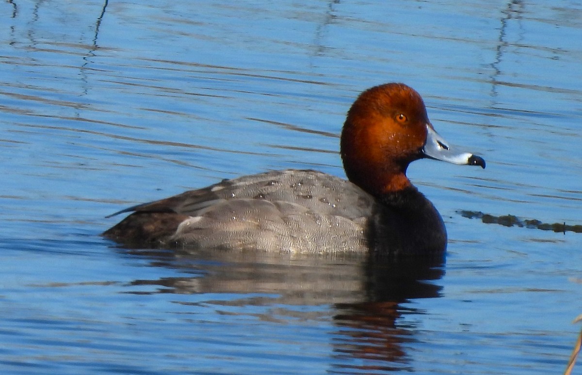 Redhead - ML616093718