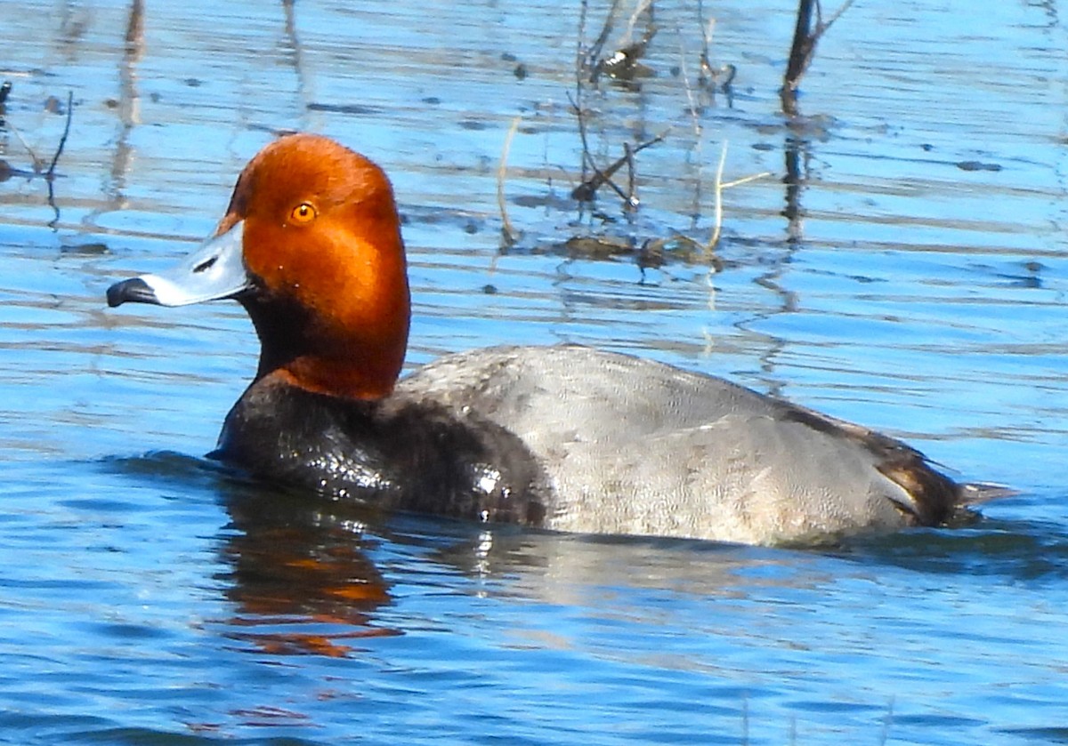 Redhead - ML616093719