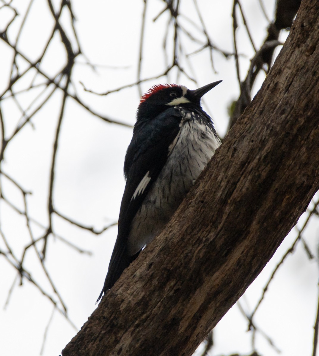 Acorn Woodpecker - ML616093751