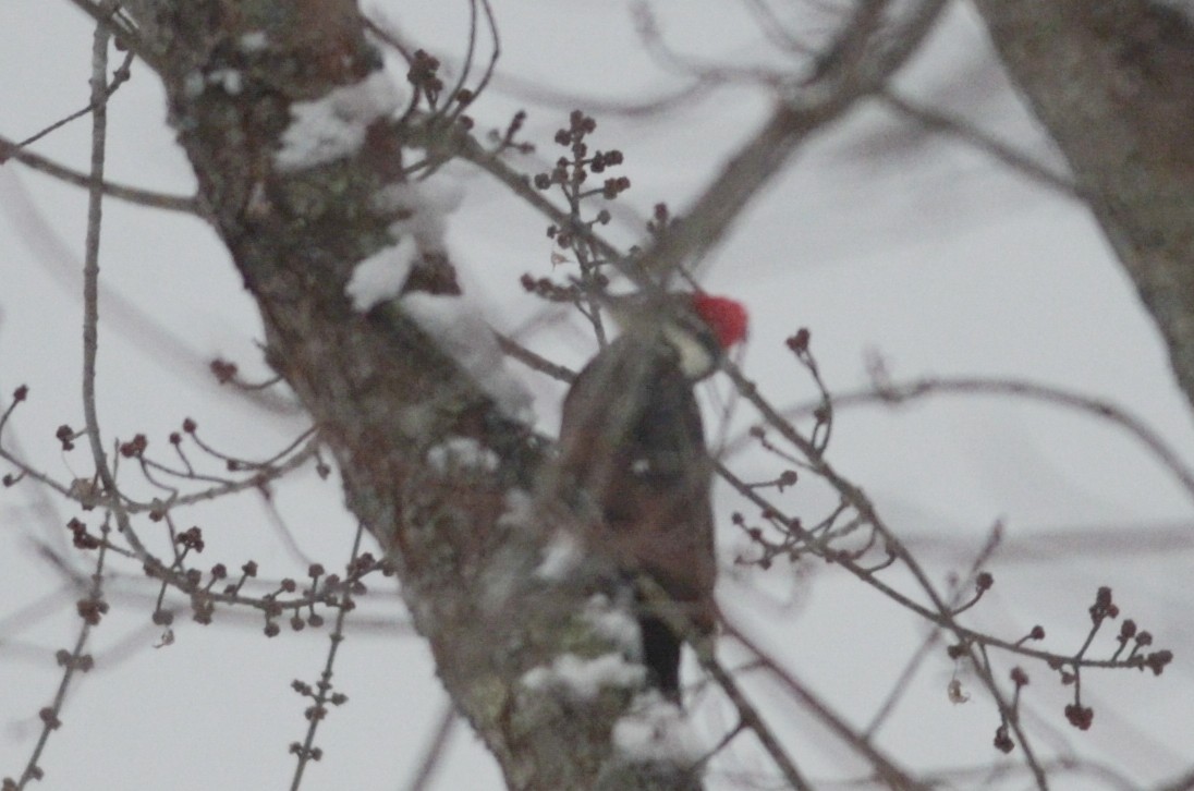 Pileated Woodpecker - ML616093832