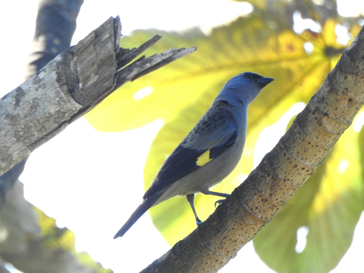 Yellow-winged Tanager - ML616093834