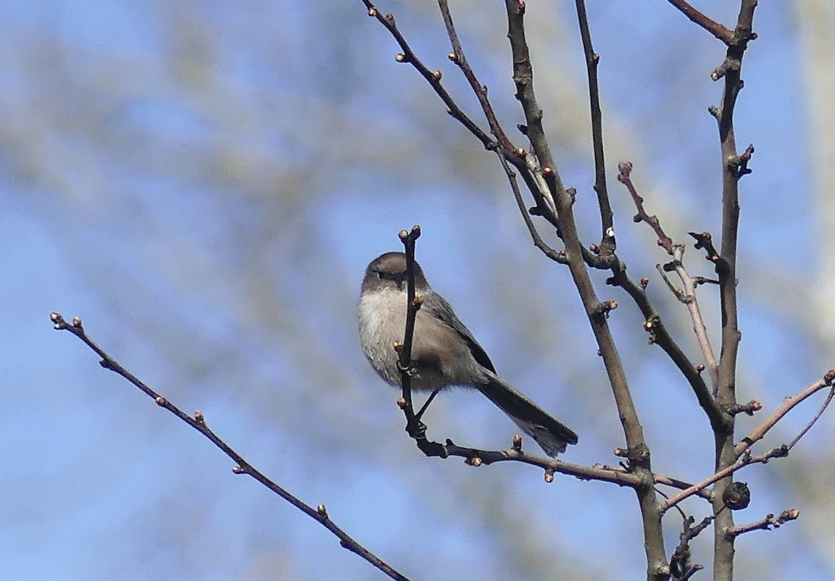 Bushtit - ML616093853