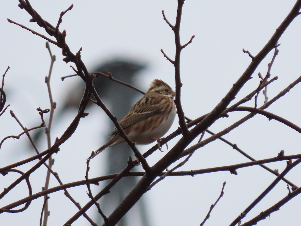 Rustic Bunting - ML616093857