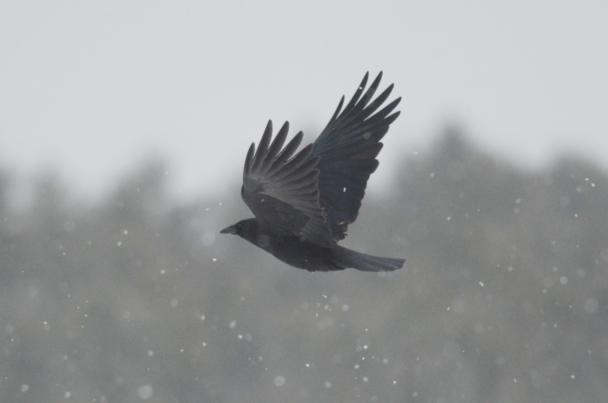 American Crow - ML616093858