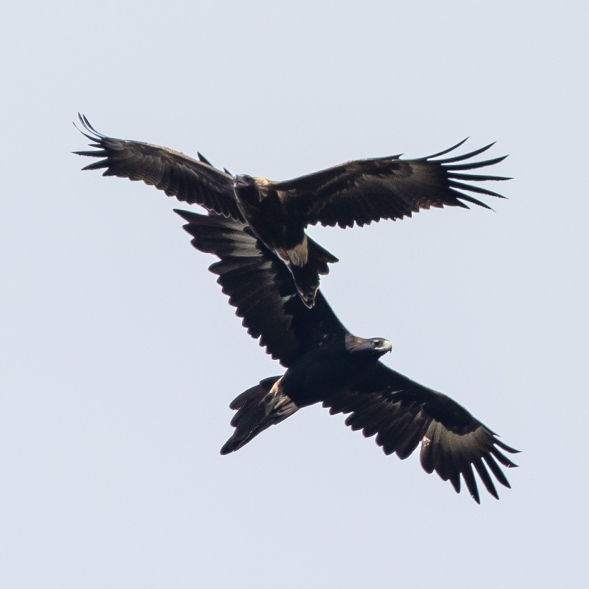 Wedge-tailed Eagle - ML616093878