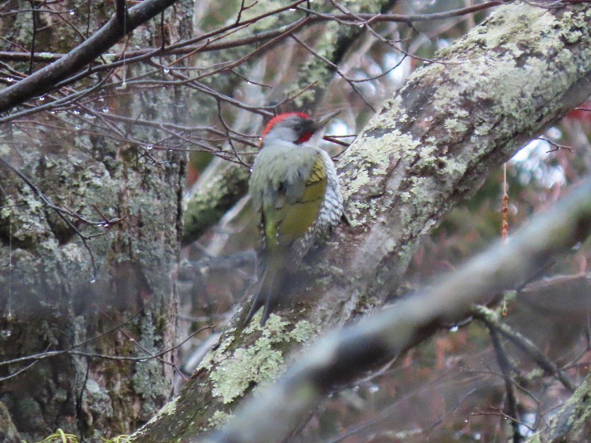 Japanese Woodpecker - Kyle Leader