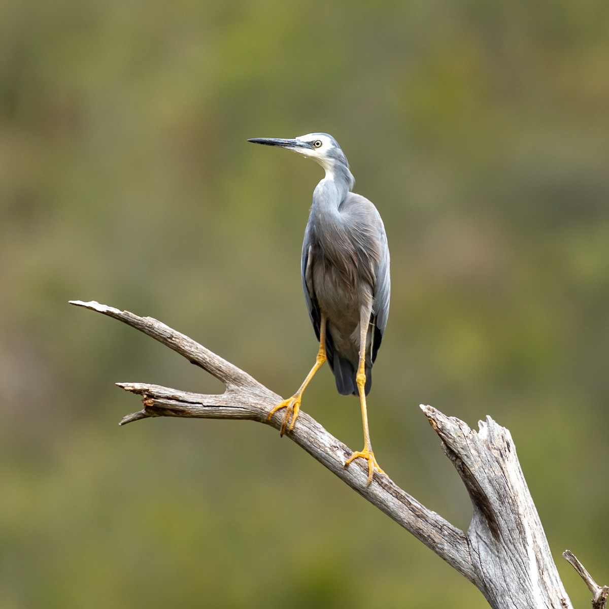 White-faced Heron - ML616093902