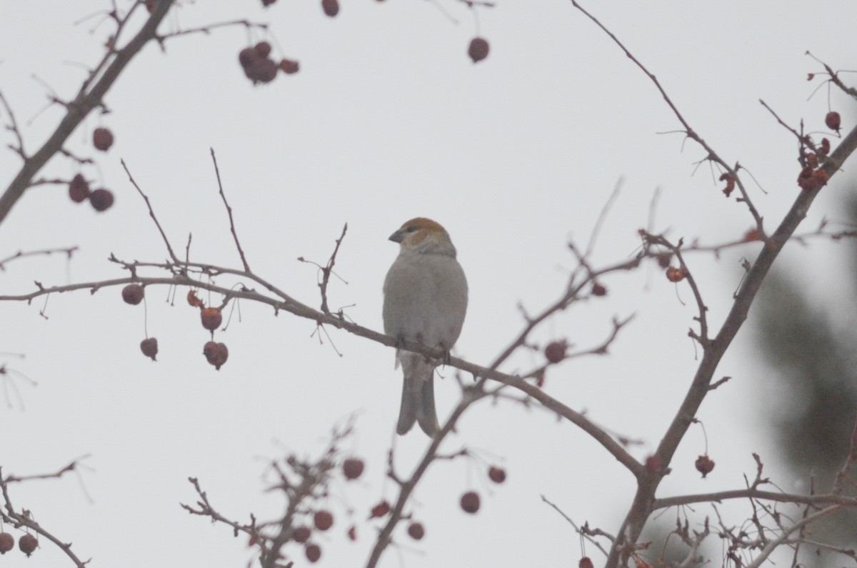 Pine Grosbeak - ML616093905