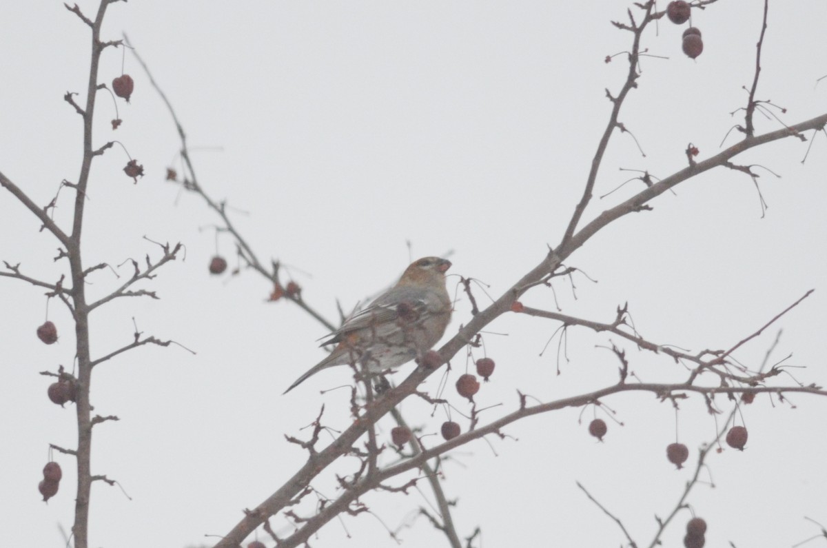 Pine Grosbeak - Nathaniel Sharp