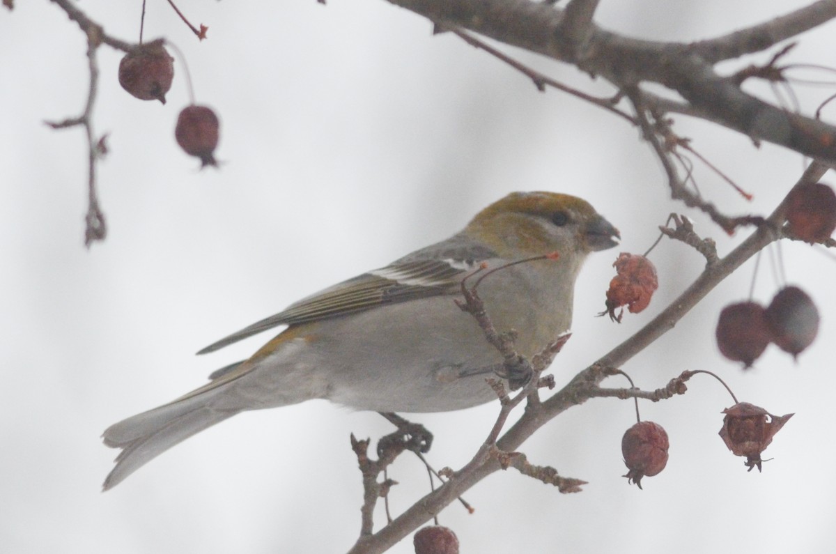 Pine Grosbeak - Nathaniel Sharp