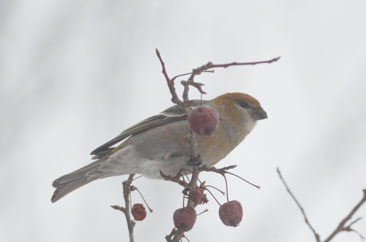 Pine Grosbeak - Nathaniel Sharp