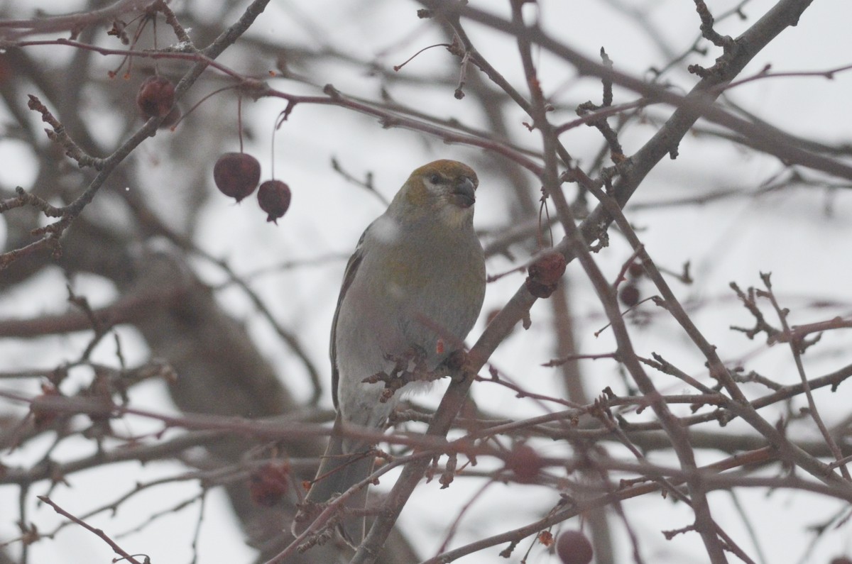 Pine Grosbeak - Nathaniel Sharp