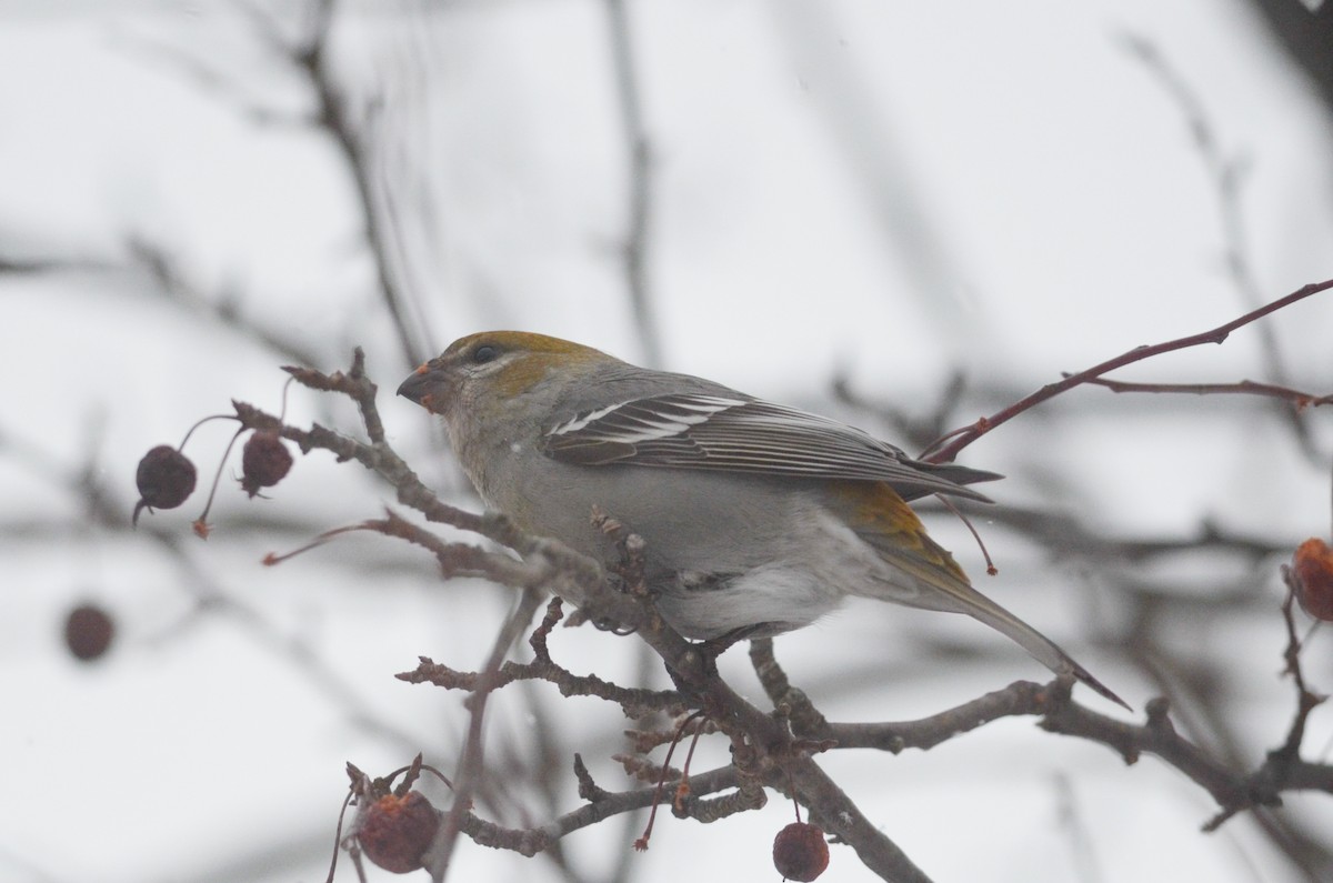 Pine Grosbeak - ML616093910