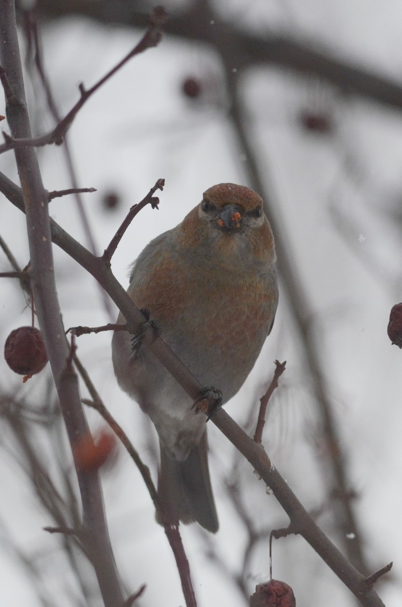 Pine Grosbeak - Nathaniel Sharp