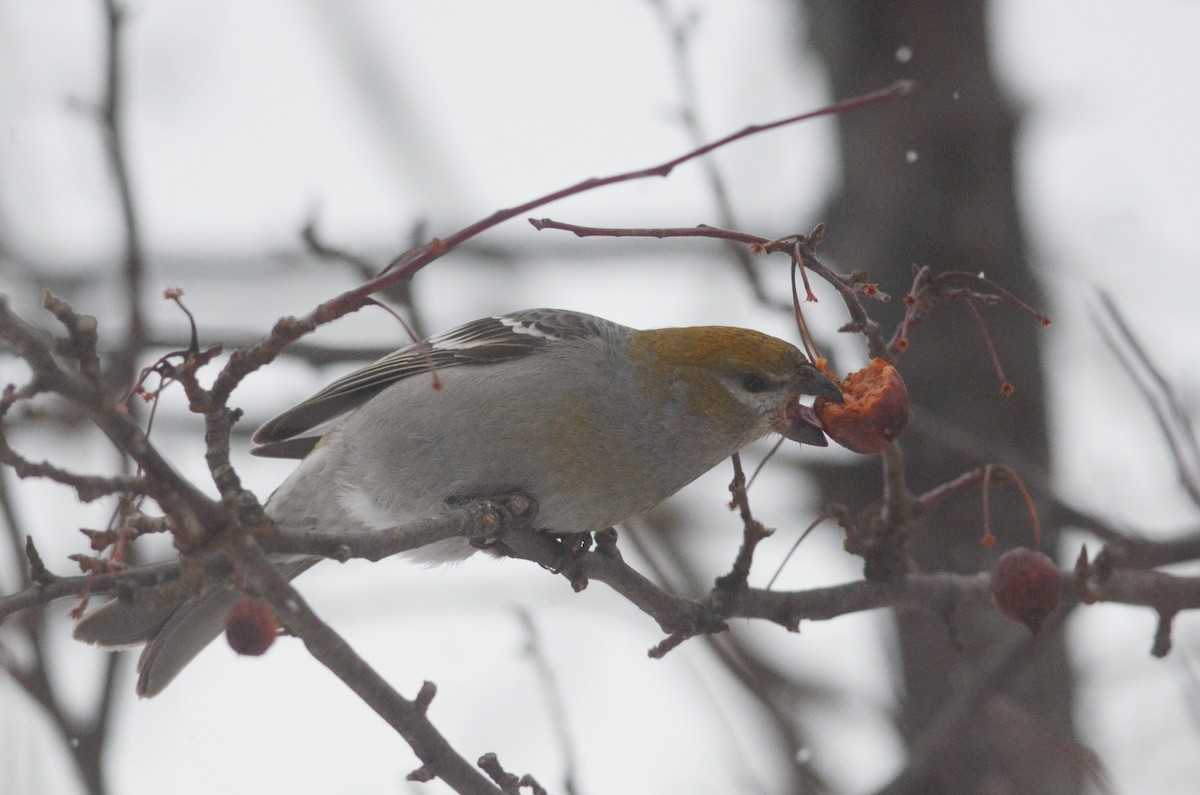 Pine Grosbeak - Nathaniel Sharp