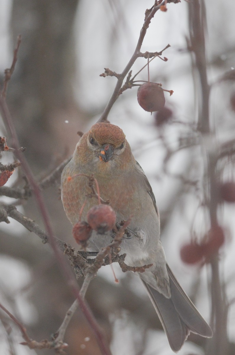 Pine Grosbeak - Nathaniel Sharp