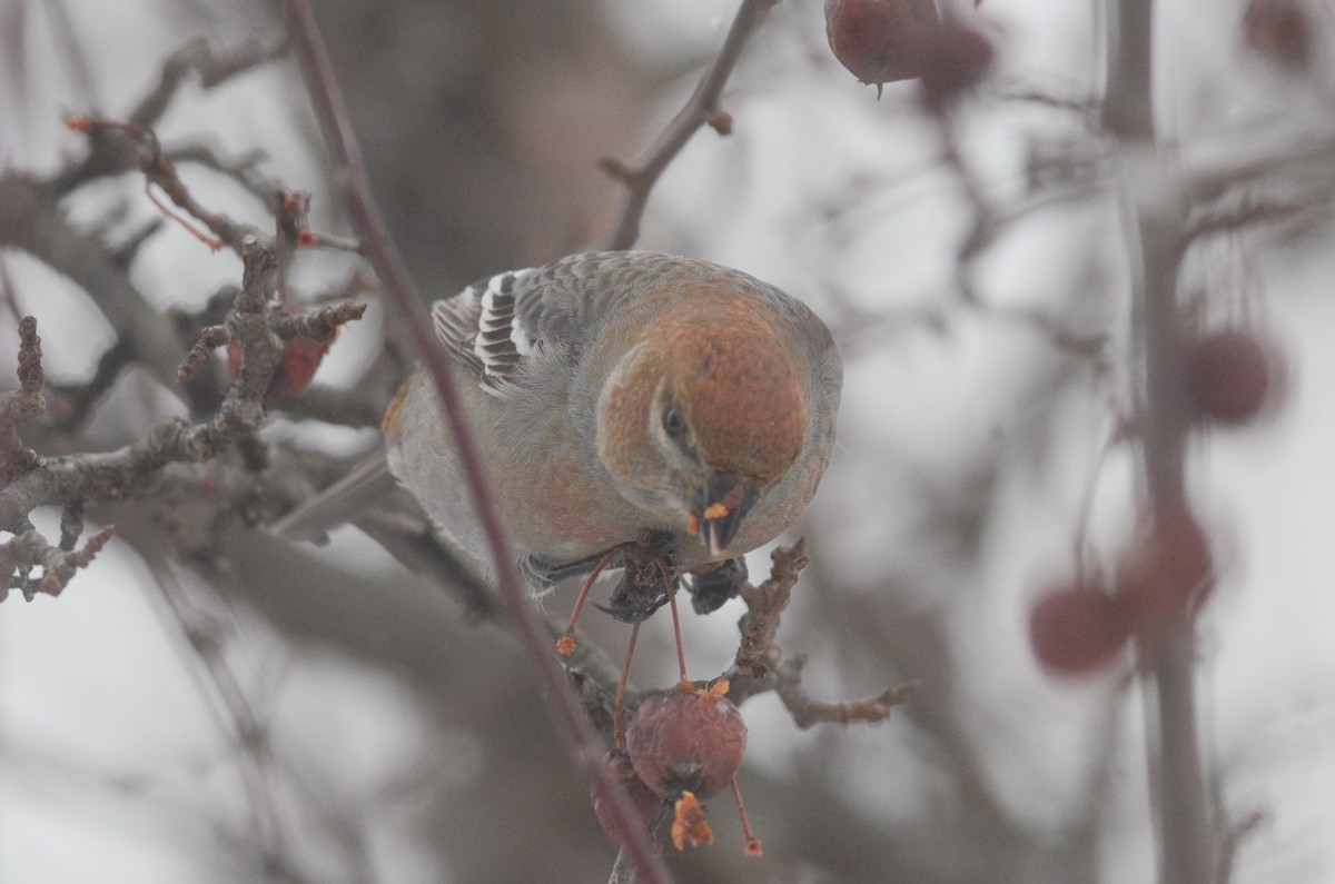 Pine Grosbeak - Nathaniel Sharp