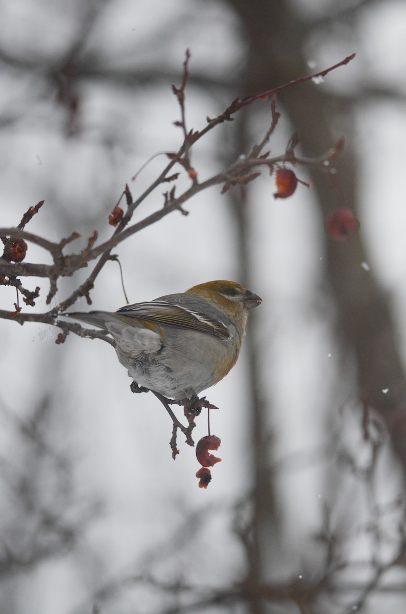 Pine Grosbeak - Nathaniel Sharp