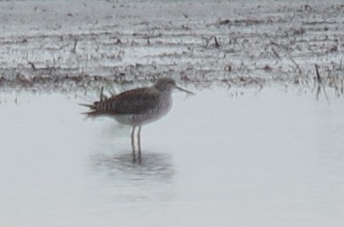 Lesser Yellowlegs - ML616093924