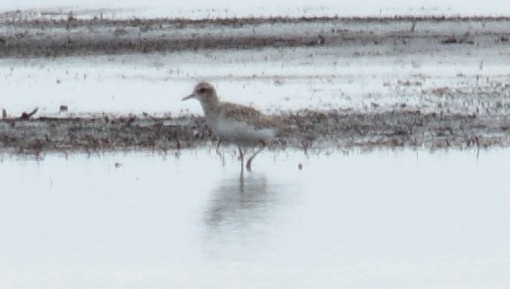 Black-bellied Plover - ML616093962