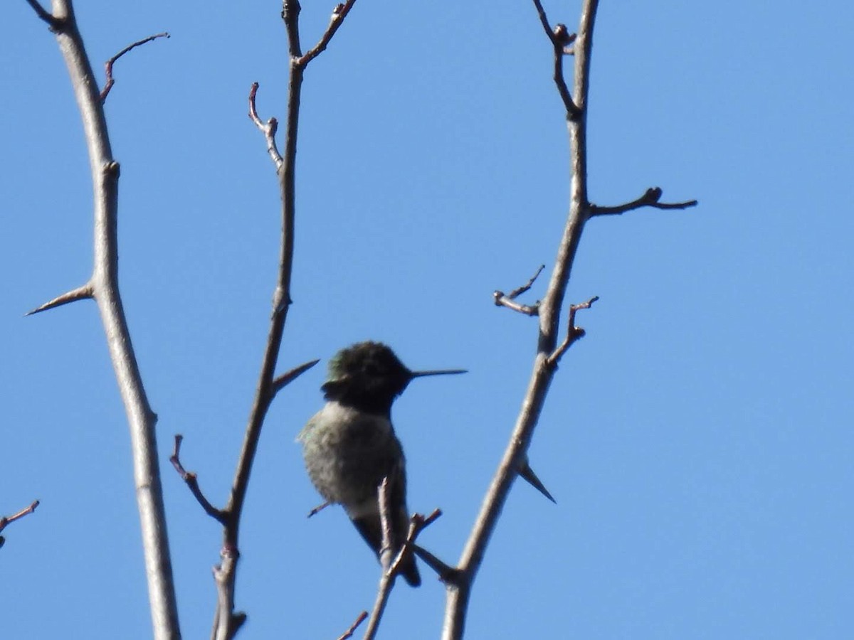 Anna's Hummingbird - ML616093998