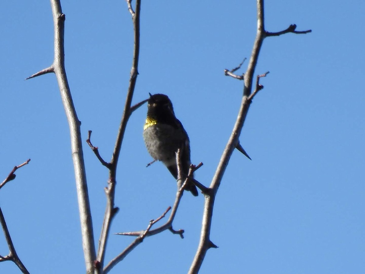 Anna's Hummingbird - ML616093999