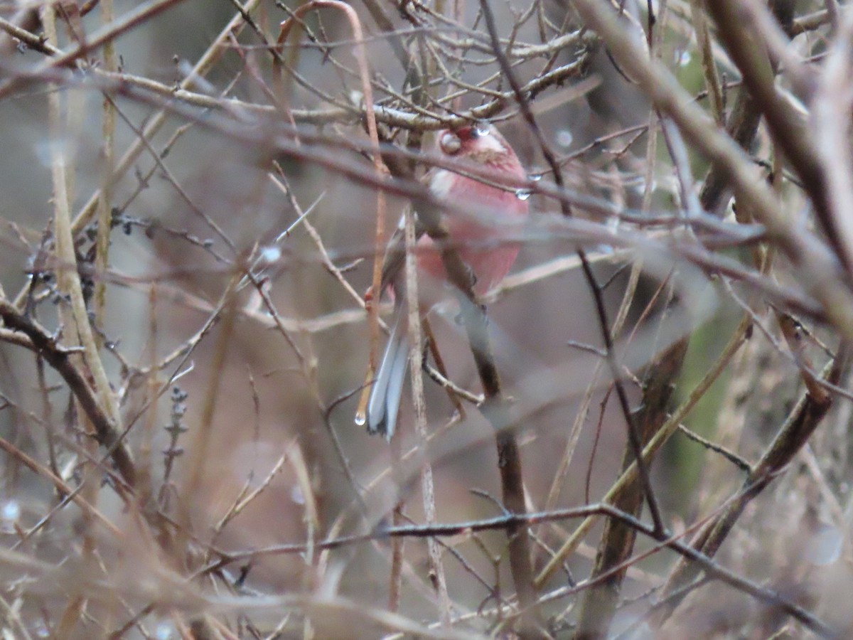 Long-tailed Rosefinch - ML616094036