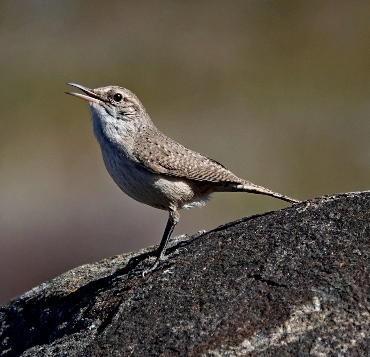 Rock Wren - ML616094045