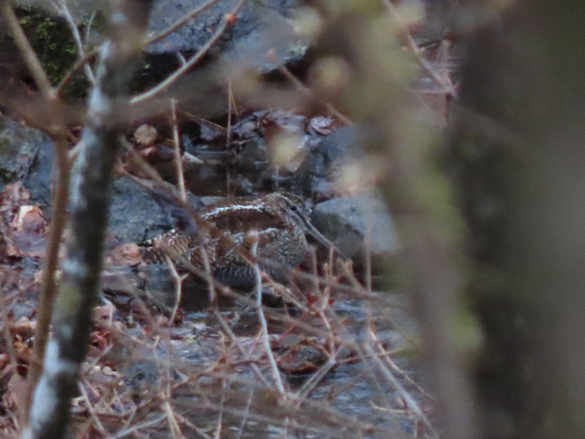 Solitary Snipe - ML616094089