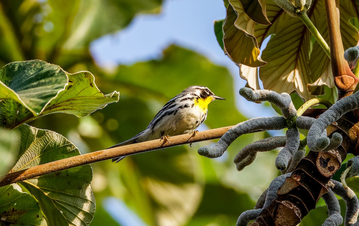Yellow-throated Warbler - ML616094121