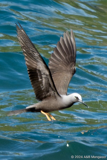 Black Noddy - Bernadette and Amante Mangaser