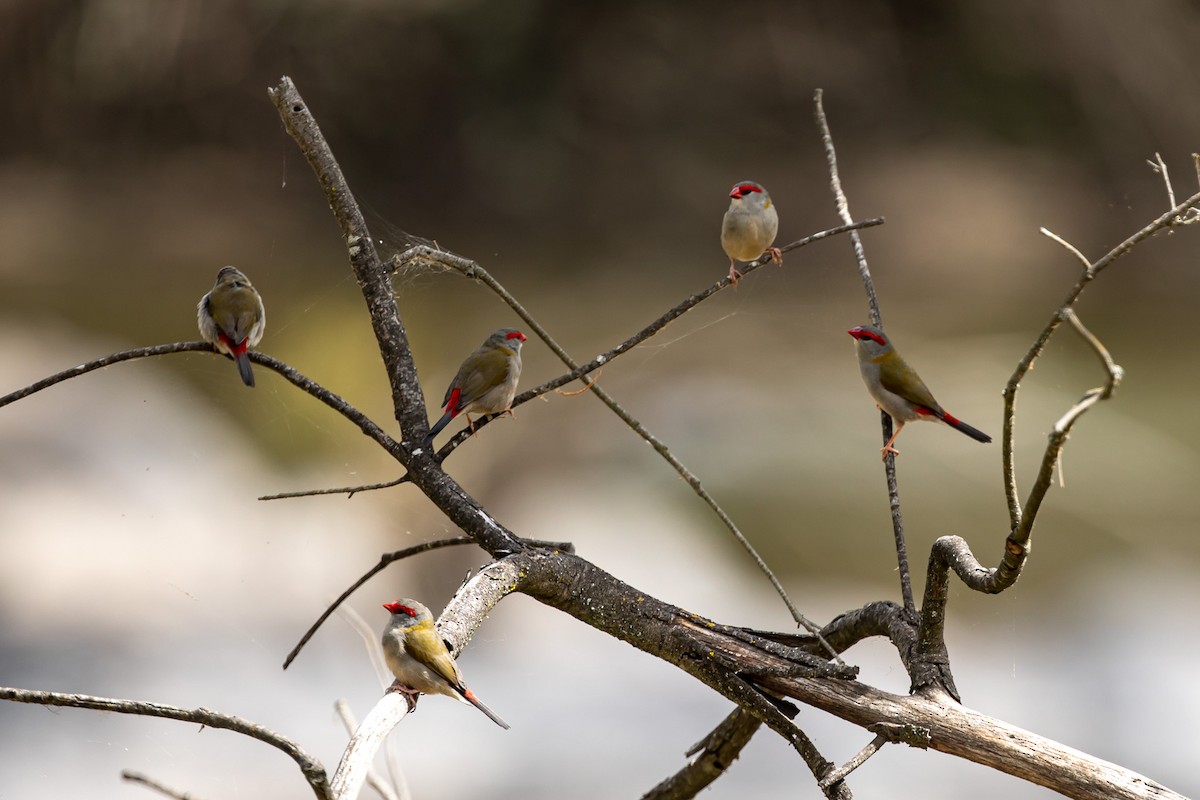 Red-browed Firetail - ML616094175