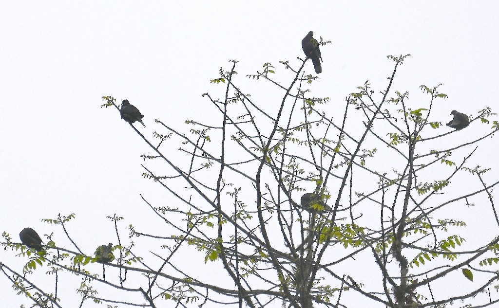 Band-tailed Pigeon - ML616094222